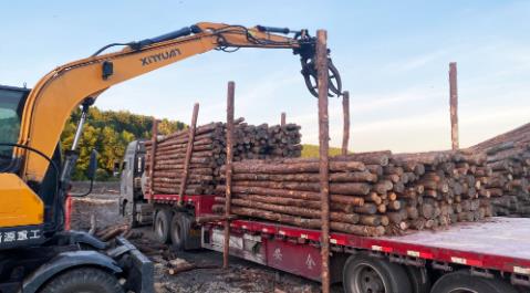 <a href=http://b7wa.com/ target=_blank class=infotextkey>松木樁</a>現場選材與運輸