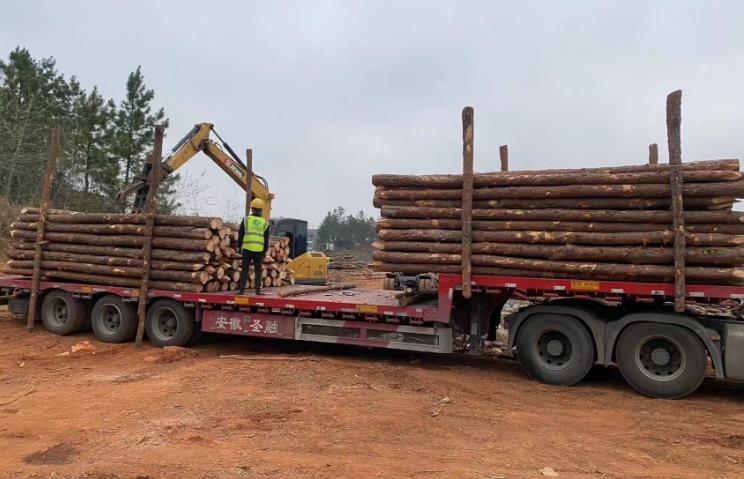 松木樁和杉木樁哪個(gè)更適合打木樁？?jī)烧邊^(qū)別有哪些？